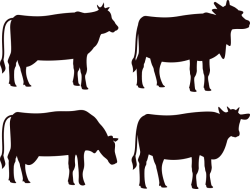 cow-silhouette-stickers-decals